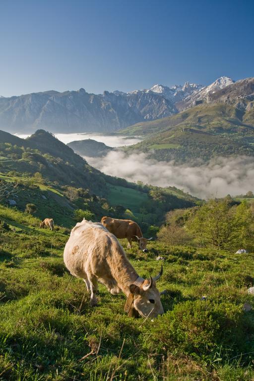 Апартаменты Al Rincon De Emi Карренья-де-Кабралес Номер фото